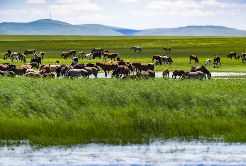 内蒙古草原上的温馨时光，探寻日常故事中的温情与美好